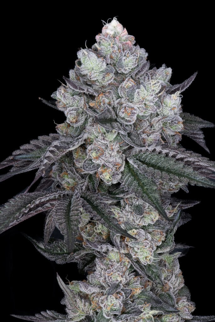 Zen Master
