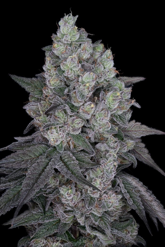 Mystic Mint