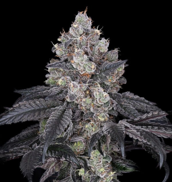 Ruby Reserve